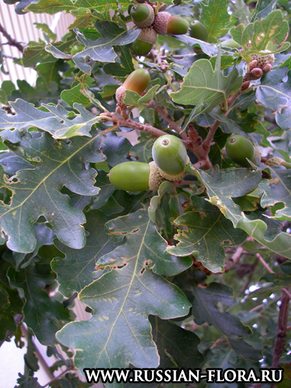 Дуб пушистый (Quercus pubescens)